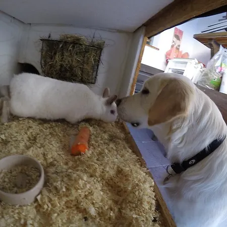 Tiroler Hasenhoehle Wenns